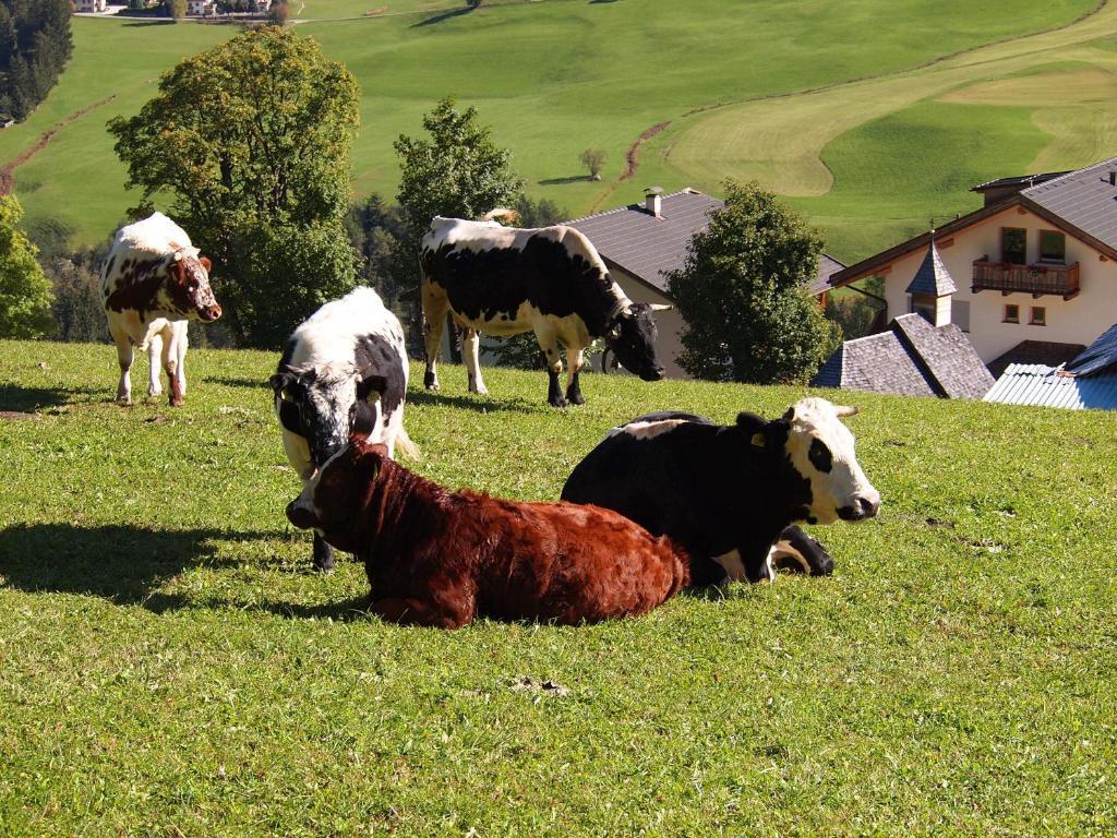 فيلا باديافي Agriturismo Paracia المظهر الخارجي الصورة